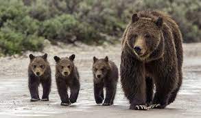 Native american symbols were geometric portrayals of celestial bodies, natural phenomena and animal designs. Native American Bear Stories