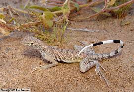 Black And White Striped Lizard Arizona Zebra Tailed Lizard Callisaurus Draconoides Reptiles Of Arizona
