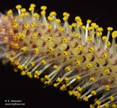Pin On Fleurs De Saules Willow Catkins Flowers Chatons