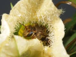 Image result for Coccinia sp. A