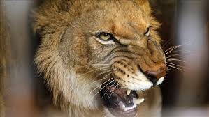 Leōnem), from ancient greek λέων (léōn). Lions Kill Game Tracker At South African Wildlife Reserve