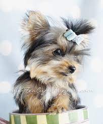 5 Month Old Teacup Yorkie By Teacupspuppies Com Teacup Puppies Yorkie Teacup Yorkie For Sale