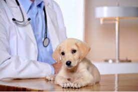 Check spelling or type a new query. Flushing Veterinary Hospital Flushing Ny 11354 Dexknows Com