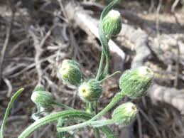 Image result for Erigeron bonariensis