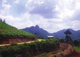 Image result for Kotschya aeschynomenoides