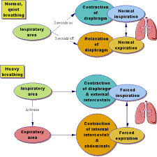 Medullary Respiration Center Fundamentals Of Nursing Nursing Education School Related