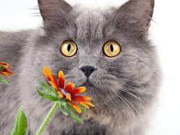 Washing machines are capable of removing most cat allergens. Living With Cat Allergies Petfinder