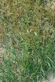 Image result for Eragrostis welwitschii