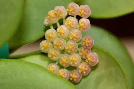 Image result for Xyris obscura