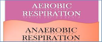 Difference Between Aerobic And Anaerobic Respiration With