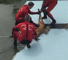 L Image Gers Tombe Dans La Piscine Municipale D Auch Un Chevreuil Secouru Par Les Pompiers Actu Toulouse