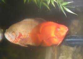 Although the exact parent species are unknown, they are believed to have been a male midas cichlid (amphilophus citrinellus) and a female redhead cichlid (paraneetroplus synspilus). Are Blood Parrot Fish Aggressive The Pet Supply Guy