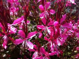 Gaura Ballerina Rose 150mm Butterfly Bush Gaura Gaura Plant Ballerina Flower