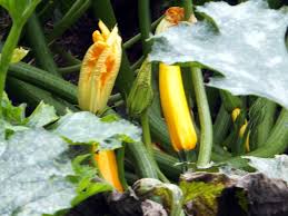 Check spelling or type a new query. Zucchini Cucurbita Pepo L Melopepo Flower Database