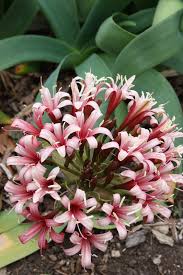 Image result for Ammocharis