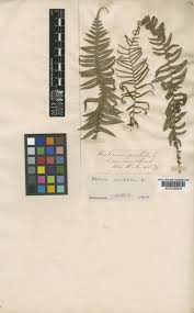 Image result for Blechnum punctulatum