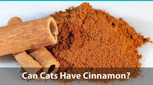 Our homemade cinnamon applesauce can be eaten straight from the jar or paired with grilled pork chops or potato pancakes. Can Cats Have Cinnamon Or Is It Bad For Them