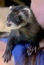180 My Ferrett Ideas Cute Ferrets Ferret Pet Ferret