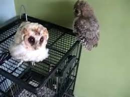 / suara burung hantu celepuk seram jawa untu. Burung Hantu Celepuk Scops Owl Avi Youtube