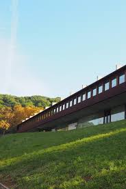 Image result for Pleiotaxis pulcherrima