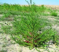 Image result for Suaeda