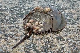 Experiment kraj + horseshoe crab + krosan restorer (28 decks). Aid Requested For Bugs Battling Covid Buglife Latest News