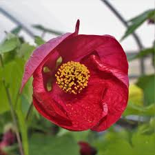 Image result for Abutilon sp.no.1