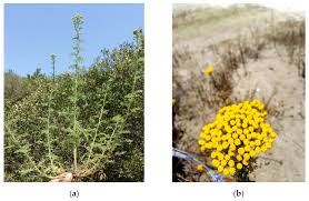 Image result for Pentzia incana