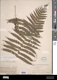 Image result for Christella hispidula