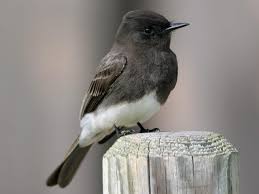 Grey Bird With Black And White Striped Wings Black Phoebe Seen In My Backyard May 2020 San Diego In 2020 Black And White Birds Ornithology Phoebe