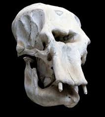 Made In Pangea Enigmas Sin Misterio Anatomia Animal Esqueleto Craneo