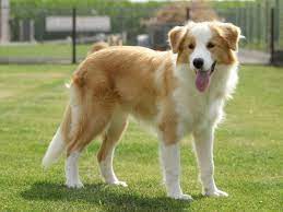Ee Red Border Collie Bo Of Maranns Kennels Border Collie Dog Collie Dog Red Border Collie