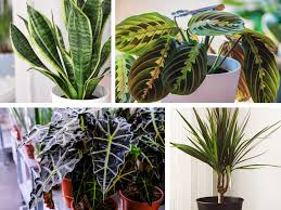 Huge range of house plants and indoor plants with uk delivery. Best House Plants To Grow At Home Saga