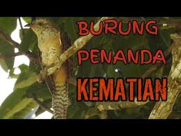 Cara memilih burung kacer gacor yang bagus bisa diidentifikasi dengan melihat beberapa ciri dan penyebab burung kacer anda tidak mau bunyi lagi. Bukan Gagak Inilah Burung Penanda Kematian Youtube