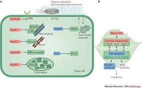 Image result for Pseudomonas syringae
