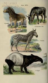 The Handy Natural History Biodiversity Heritage Library Natural History Animal Illustration Animal Drawings