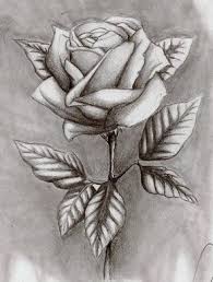 Schattendasein Rose Roses Drawing Flower Drawing Rose Art