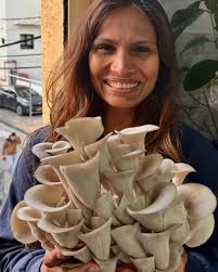 Blue Oyster Mushroom Harvest