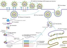 But i assume for the short term, the recommendation is still to not feed for the summer. Virology Transmission And Pathogenesis Of Sars Cov 2 The Bmj