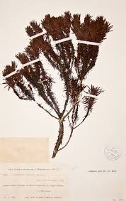 Image result for Anthospermum vallicola