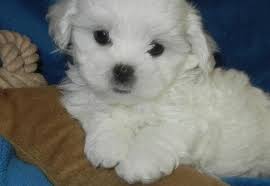 Our puppies come to you with a complete set of shots and worming removal as well as completed registrations with the akc, apr, or achr, depending on the breed. Shichon Puppy For Sale Adoption Rescue For Sale In Westmoreland Tennessee Classified Americanlisted Com