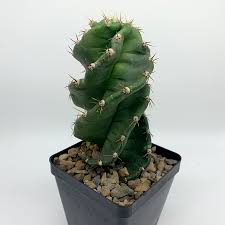 Image result for Senecio forbesii