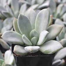 Image result for Priva curtisiae