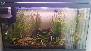 Guppy and betta both are freshwater species having astonishing and multifaceted strains. Betta And Guppies Betta Fish Forum