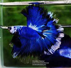 Nice Betta Thailand Co Ltd Betta Fish For Sale Siamese Fighting Fish Betta Fish Betta Siamese Fighting Fish