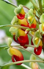 Image result for Impatiens zombensis