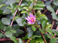 Image result for Grewia forbesii