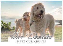 We did not find results for: Labradoodle Breeder In Texas Australian Labradoodles Austin San Antonia Houston Dfw