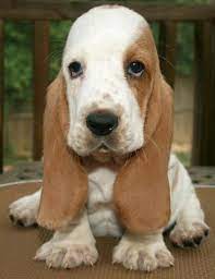 Find the perfect cute basset hound puppies stock photos and editorial news pictures from getty images. The Daily Cute National Puppy Day Bonus Coverage Hound Puppies Puppies Basset Hound Puppy