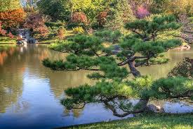 Pay only for what you need. Mo Bot Japanese Garden 7r2 Dsc2725 10262017 Photograph By Greg Kluempers